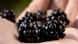 [Translate to South Africa English:] A handful of berries is a good source of vitamins.