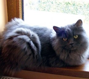 Cat on a window bench