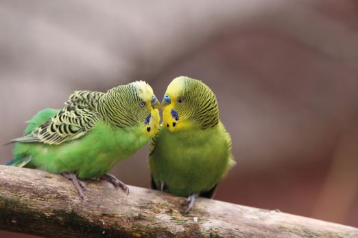 Two green birds